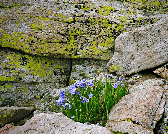 Lichens On Wooly Back By Paul Roark